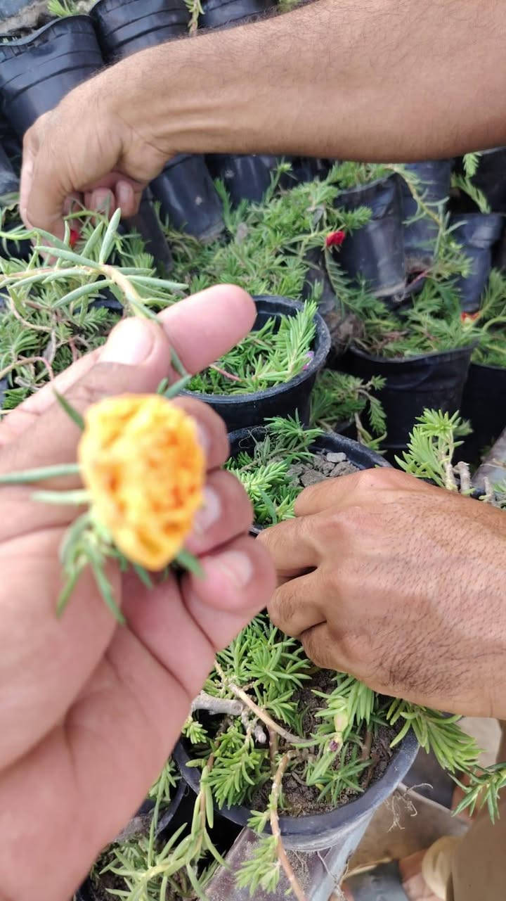 وصول السدر الحشري في مشتل ناطق العلواني العنوان بصرة قضاء المدينه منطقة العلوان طريق السدة


**إذا كنت صاحب هذا الإعلان وتريد حذفه لأي سبب، رجاءا أرسل رسالة إلى الدعم الفني**
