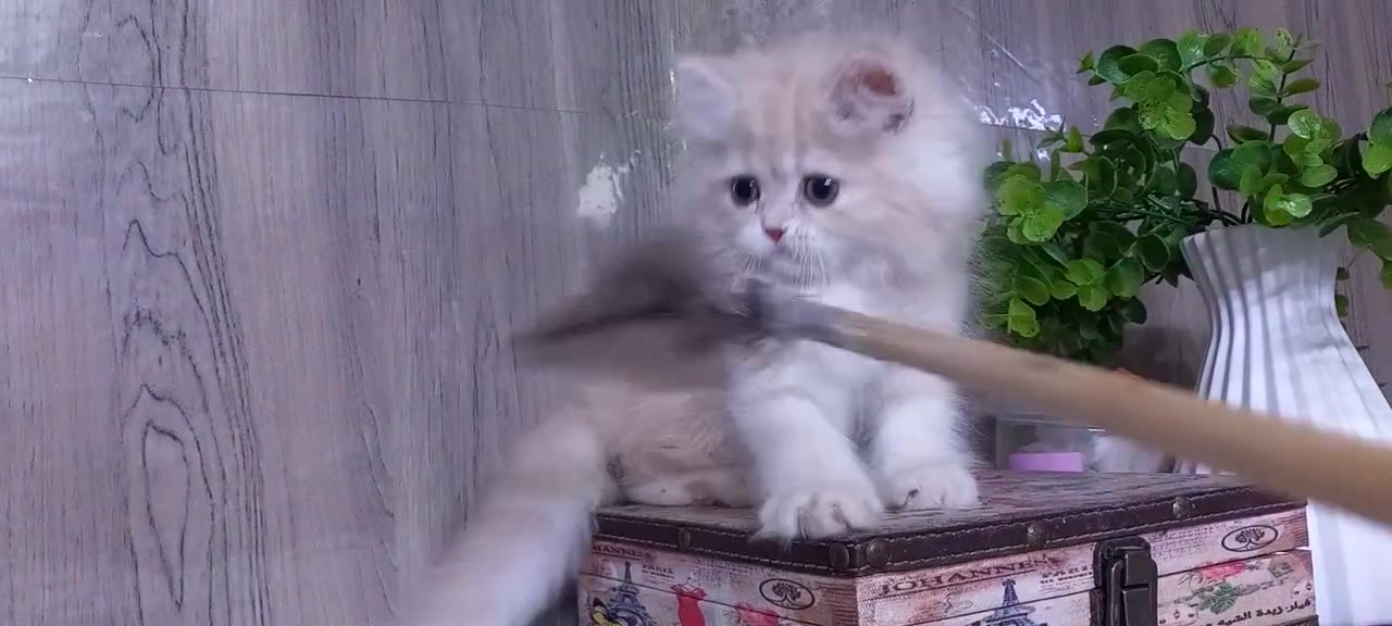 بسم الله ماشاء الله(عندي خلل بلماسنجر الشراي يراسل وات ساب)
قطط  صحه ونظافه ووزن. شرط الفحص 
ملتزمين بلتر وياكلون دراي فود ومعلبات
يتوفر توصيل سريع لكل المحافظات***********
