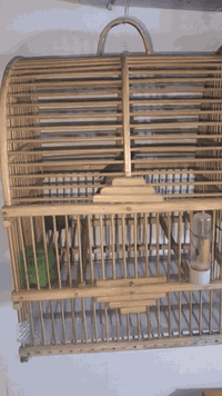 ئەم بلبلە بۆ فرۆشتن شتێکی زۆر جوانە 20هەزار***********
