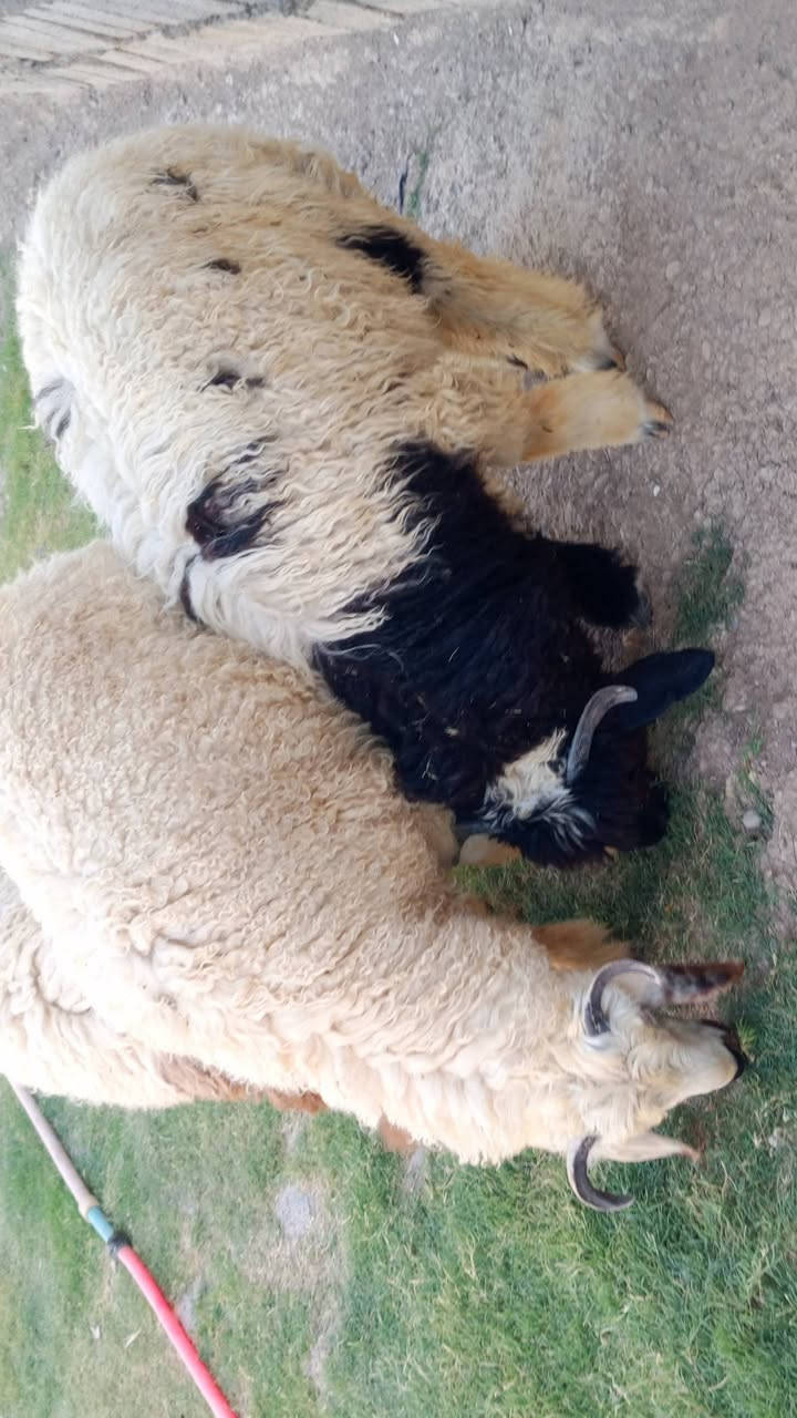 خرفان ثنين ودجه 
خشنات وسمان 
مربوطات ع شعير 
مكاني شرقاط قريه شكراً 
***********
