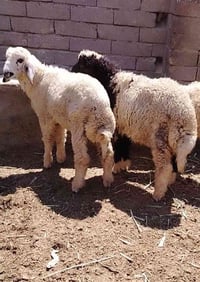 طليان • ذكرين • قضاء الفهود