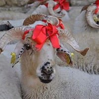 يتوفر كصاب لذبح الاضاحي داخل و خارج المنطقه للحجز واتساب وارسال الموقع...