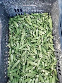 بذور باميه • حسناويه تركي • الحوائج