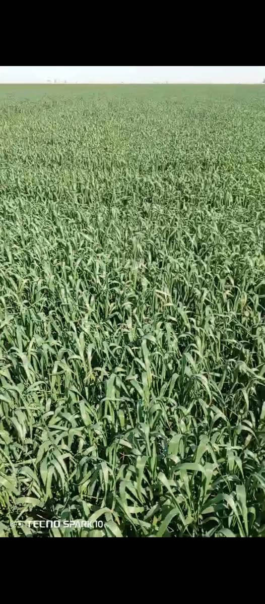 السلام عليكم كاع هيه او بيتها للبيع المساحه 60 دونم الاستفسار على الارقام التاليه ***********  ***********
