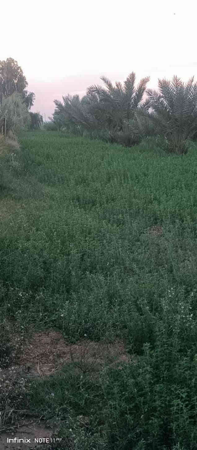 مزرعه للبيع 3 ونص دونم قرار 117 المزرعه مخدومة كافت الخدمات وكافت الأشجار المثمرة نخل مع حمضيات عنب وزيتون ورمان امريكي مشمش تفاح عرموط تين اصفر تين اسود بني مسلم كهرباء محولة ام 400 انارة شارع مدارس متوسطة وابتدائية مستوصف سوك قريب عليها ماء سقي نهر مع بئر مع ماء اسالة مع تبليط السعر عند الاتصال بالرقم *********** العنوان بغداد المعامل الحسينية منطقة السعاده حي الكرار بغداد
