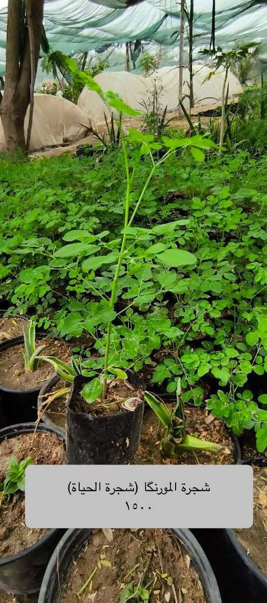 🌿✨  تشكيلة مميزة من النباتات ✨🌿
نباتات زينة، عطرية، وأشجار ظل مناسبة للحدائق والبيوت 🌱 والاسعار نار 🔥🔥
كل صورة بيها اسمها و سعرها و كلشي متوفر عدنا 

• المورنگا — شجرة سريعة النمو، أوراقها مغذية وتتحمل الحر.
• الياس الكوفي — شجيرة عطرية مثالية للتسييج وتنسيق الحدائق.
• الرازقي — ياسمين عطري بأزهار بيضاء ورائحة جميلة.
• المينا المتسلق — متسلق سريع بزهور ملونة جذابة.
• لالة عباس (وردة المساء) — أزهار متعددة الألوان تتفتح مساءً.
• الشبوي الليلي — رائحة عطرية قوية تنتشر ليلاً.
• وردة الجمال (البوقي) — أزهار مميزة على شكل بوق.
• نبات دم العاشق الكويتي — نبات زينة بألوان أوراق جذابة.
• نبات النعناع — نبات عطري مفيد للمشروبات والطهي.
• بتونيا الصحراء — أزهار جميلة تتحمل الشمس والحر.
• وردة الكزانيا — أزهار مشرقة مناسبة للحدائق المشمسة.
• اكاسيا مصرية — شجرة ظل قوية تتحمل الجفاف.
• شوكة المسيح العراقية — نبات قوي مزهر لفترات طويلة.
• اليونكا (عين البزون) — نبات زينة مميز وسهل العناية.
• الجهنمي الشجيري — أزهار ملونة كثيفة تتحمل الشمس.
• الجهنمي المتسلق — متسلق رائع لتزيين الجدران والبوابات.
• گاريزيا عطرية — شجيرة عطرية تضيف رائحة جميلة للحديقة.
• نبات قرن الغزال — نبات داخلي مميز بأوراق فريدة.
• صبار اليوغا — صبار زينة يتحمل الحرارة وقليل السقي.
• الجوري السلطاني العراقي — ورد فاخر برائحة عطرية قوية.
• نبات دمعة الطفل — نبات زينة بأوراق صغيرة كثيفة جميل للتزيين.
🌱 متوفر حالياً في المشتل وبكميات محدودة
العنوان مشروع المسيب قرب تقاطع ابو الجاسم 
📩 للحجز أو الاستفسار راسلنا على الخاص او على الرقم *********** اتصال او واتساب 
🛵 موجود توصيل الحصوة و الاسكندرية و المسيب
