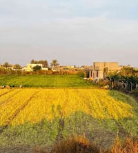 أرض زراعية • دونم • جزيرة الخالدية