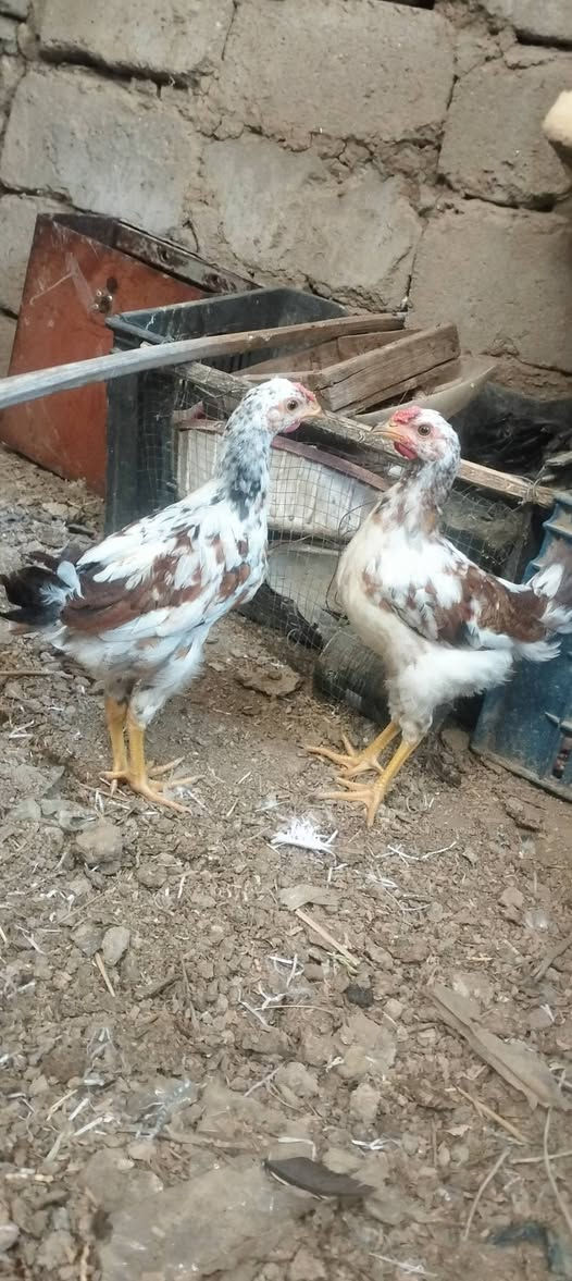 السلام عليكم للبيع دجاج 🐔 دجاجتين وديج اركيبي+زوج هرافي قضا المدينه الهوير ***********
