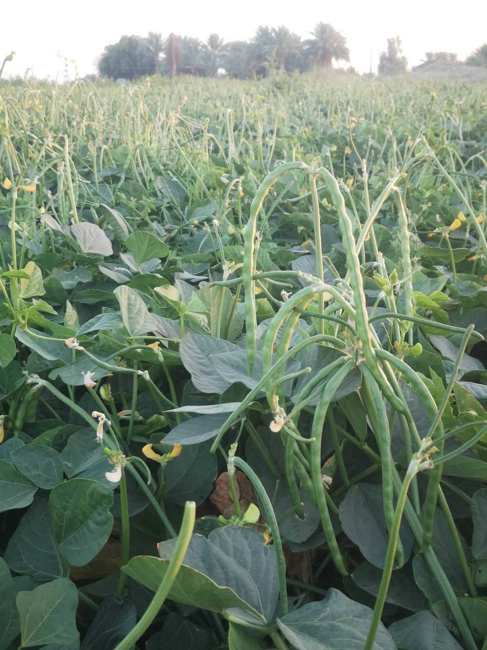 بذور لوبيه درجه اولئ شرط متهد بيها المكان بابل نيل ***********
