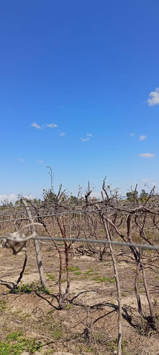 السلام عليكم دونمين طابو زراعي تحويل مباشر دونم مزروع عنب كما واضح بل صور ودونم فارغ بل حاوي مال العلم قرب السده مكان حلو والعب خيره چاي الشراي يتصل سعر الدونم 55 الدونم الوحد وبي مجال وحياكم الله ***********
