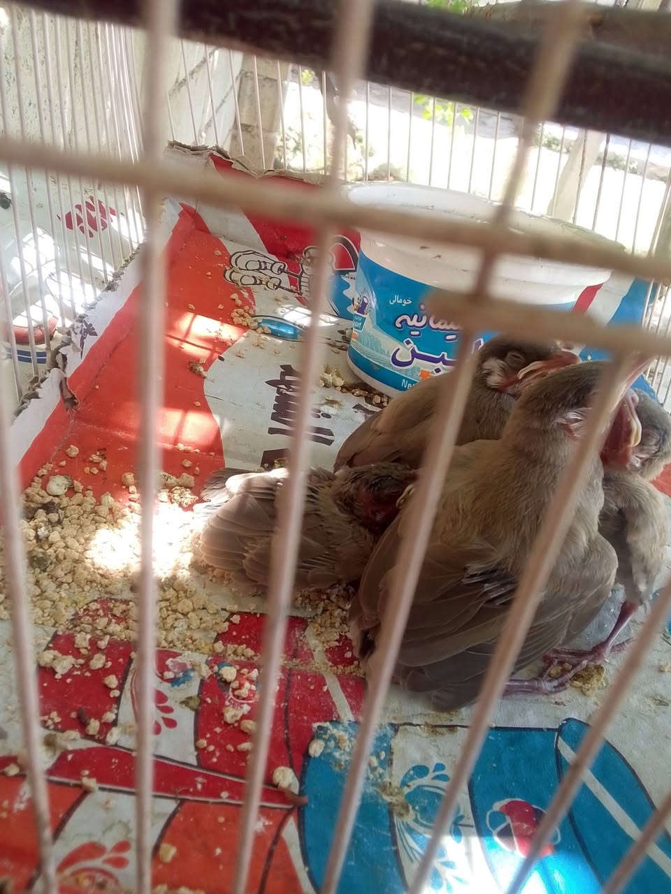 للبيع 4بلابل ***********
