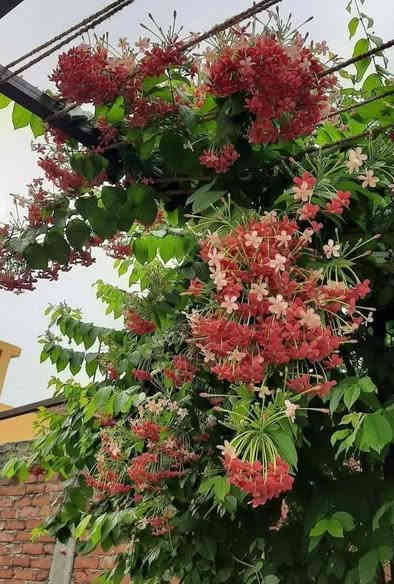 ياسمين هندي احمر متسلق
سعر. 8.    الف 

عنوان تقاطع سبعه نيسان 

رقم الهاتف ***********
