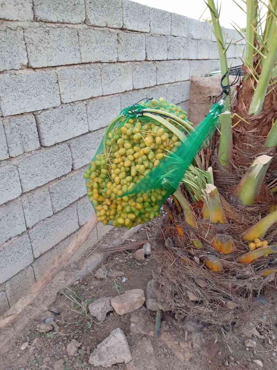 السلام عليكم 
يوجد كادر 
تقليم وترتيب نخل 
تقليم وترتيب شجر بكل انواعه 
تقليم وترتيب بساتين 
تنظيف وترتيب حدائق 
.....
وهذا نموذج من عملنه 
........
رقم الهاتف 
***********
