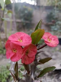 شوكة المسيح • توصيل المسيب • توصيل كربلاء