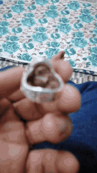 محبس صياغه جوقي حجر اصلي رضوي لب سماوه سعر ١٢٥ سماوه
***********
