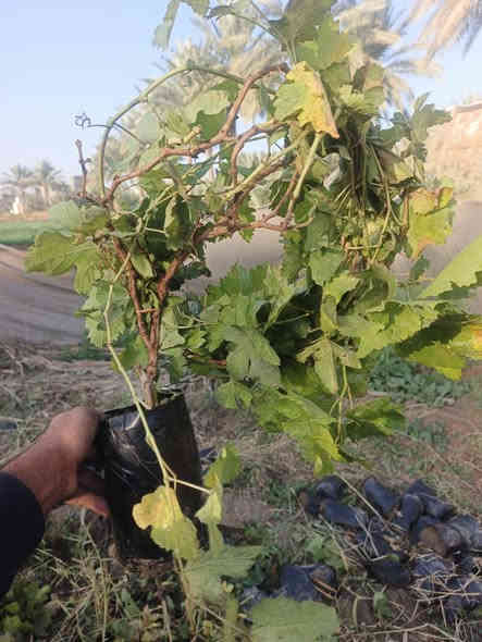 اللهم صلي ع محمد وآل محمد
عنب حلواني 
ارتفاع متر الي مترين
السعر مفرد الفين ونص 
جمله الفين 
العنوان حله طريق الدبله منقطة ارفيعات يتوفر خدمة توصيل 
***********
