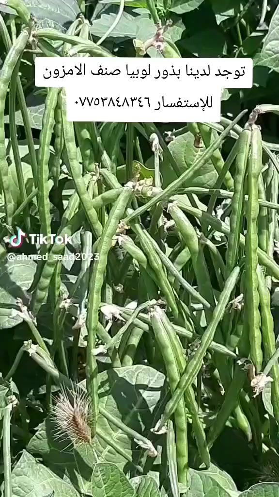 توجد لدينا بذور لوبيا صنف الامزون الاصليه اطاليه متعهده استندر مجربه عموديا غزيرةالانتاج للإستفسار ***********العنوان بغداد المدائن
