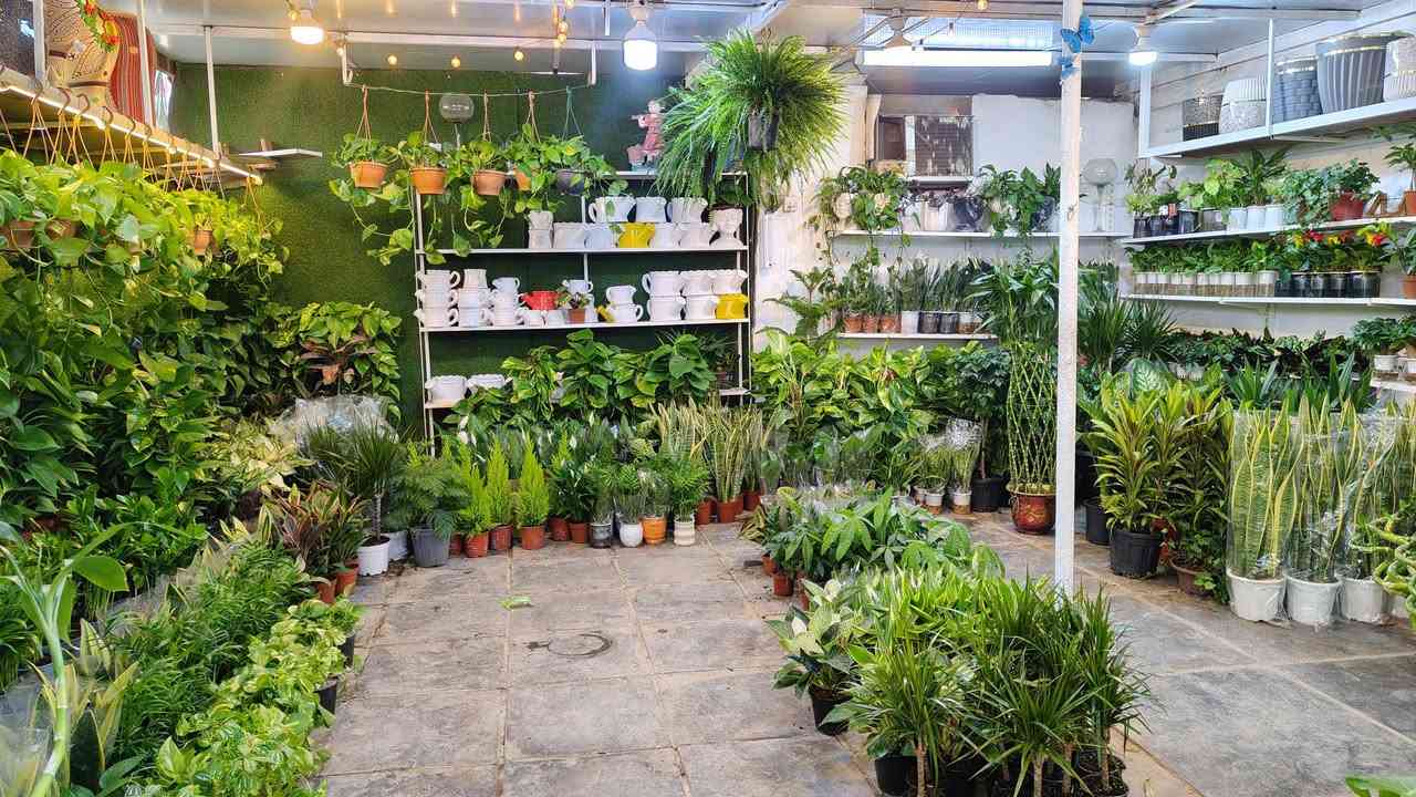 جميع انواع النباتات الظليه متواجدين بعد الافطار من الساعه 7:00 مساء الى الساعه 11:00
يفتح المشتل طيله ايام الاسبوع من الساعه 8:00 صباحا والى الساعه 11:00 ليلآ
#مشتل_زهور_واسط العنوان كوت فلكه الحاوي شارع مجمع دمشق الطبي مقابل ابتدائية الكوت للتعليم الأساسي #يوجد_توصيل_داخل_الكوت
*********** لطلب والاستفسار واتساب  او مراسله الصفحه الشخصيه بلال الواسطي🌹😊
