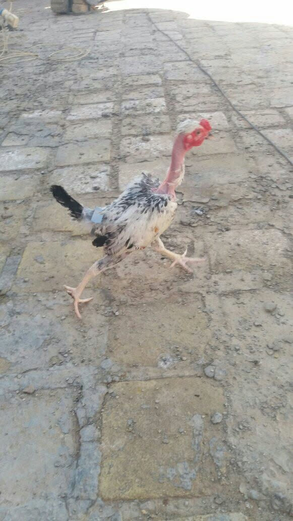 ديوجة فرايج لمكان المسيب


**إذا كنت صاحب هذا الإعلان وتريد حذفه لأي سبب، رجاءا أرسل رسالة إلى الدعم الفني**