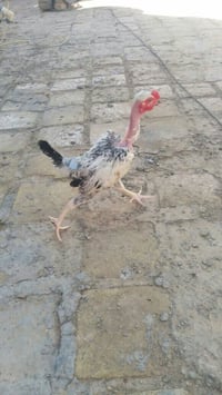 ديوجة • فرايج • المسيب