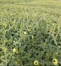 بذور بانيه لهلوبه للبيع توصيل كافة المحافضات 07803923804