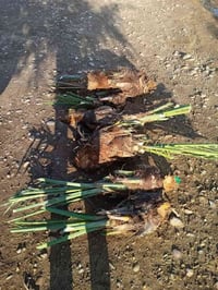 تكريب شلاع • فسائل كصاص • حاضر بغداد