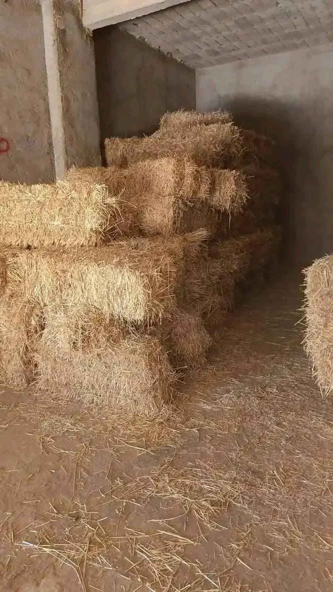 ✅مرحبا بك ☎️05.61.16.50.42☎️
 بلوطة 40الف لقمح 40الف شعير بلوطة خرطال50الف بوطة
✅مقر طارف بلدية عين خيار
✅رقم هاتف 05.61.16.50.42
✅توصيل 69الايات


**إذا كنت صاحب هذا الإعلان وتريد حذفه لأي سبب، رجاءا أرسل رسالة إلى الدعم الفني**