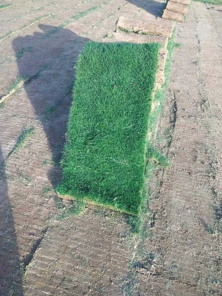 خەڵکی پارێزگای سلێمانی، بۆ حجزکردنی داواکاریەکانتان، تکایە پەیوەندی بکەن بە نوێنەری شەخسیمانەوە
***********فریزی دیالە
فریزی دیالە بۆ فرۆشتن لەگەڵ خزمەتگوزاری گەیاندن بۆ هەموو پارێزگاکانی هەرێمی کوردستان ( هەولێر، کەرکوك، دهۆك، سلێمانی )***********

باخچەی ماڵەوە، پارکی شوێنە حکومیەکان، باخچە گشتیەکان، فریزی دەرەجە یەك گەیاندن بۆ بەردەرگای ماڵەکانتان بەردەستە
…………………………السعر 2500 دينار ………………………..
ثيل روعة ديالى لتجهيز كافة انواع الثيل الطبيعي
الثيل امريكي🌿الثيل الهندي🌿الثيل الايطالي 🌿ثيل فرنسي🌿
مستعدون لتجهيز كافة
المشاتل🌴👇
منازل🏡👇
منتزهات🏄
موجود خدمة توصيل 🚕🚕 لكل محافظات العراق 
للطلب التواصل مع الصفحة او الاتصال على :

***********
