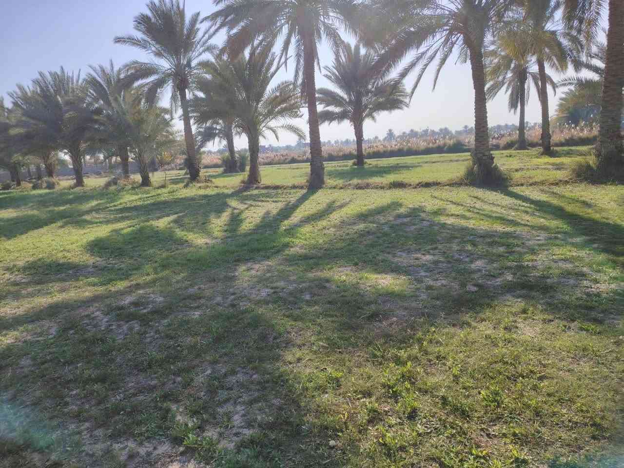 السلام عليكم
دونم ونص للبيع طابو زراعي سند ٢٥ تحويل مباشر باسم المشتري
خلف جامعة بابل تبعد عن شارع حله نجف كليو ونص
ارض حلوه مزروعه مثل ما موضحه أمامكم
للإتصال والاستفسار
***********

***********
