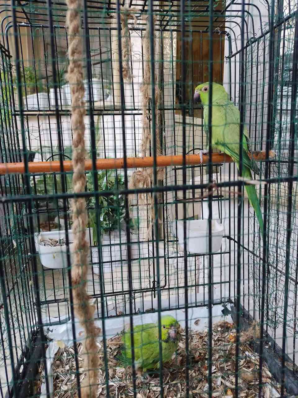 سلام عليكم
زوج ببغاء دره للبيع


**إذا كنت صاحب هذا الإعلان وتريد حذفه لأي سبب، رجاءا أرسل رسالة إلى الدعم الفني**