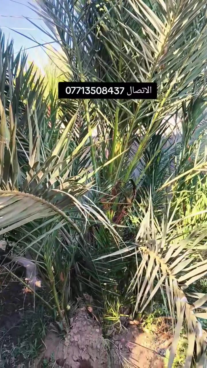 السلام عليكم بتاريخ /9/7/2026/ نعرض لكم امايه مجهول تحتوي على 12 فسيله متعهد الصنف   ايضا يتوفر فسائل  مجهول  مجذر   تحت الام احجام خشنة  هذا بوصل ضمان لحين الاثمار موقع وختم خلاف النوع اتحمل سعر الوحده 5 أضعاف القلع بحضور المشتري الي راغب بالشراء عنواني واسط الصويرة لاتصال *********** 
 علي الشمري البيع النخيل
