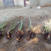 عمرنيات مشروطات البيع ‏‪07879547277‬‏