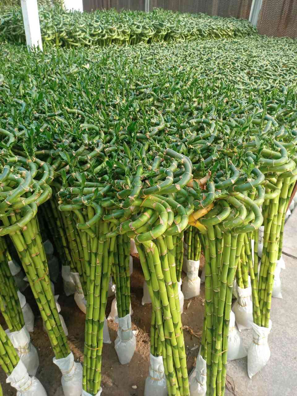 على بركة الله تم توفير جميع انواع الاشجار المثمره والحمضيات والثيل الهندي ( تين .رمان.تكي عادي. تكي مطعم مشمش. تفاح شرابي. تفاح ابراهيمي .برتقال. رارنج. لالنكي. نومي ) مع توفر خدمة توصيل مجاني وبأنسب الاسعار. المكان كراج الفراحنه قرب صيدلية حجي سعيد منگاش


**إذا كنت صاحب هذا الإعلان وتريد حذفه لأي سبب، رجاءا أرسل رسالة إلى الدعم الفني**