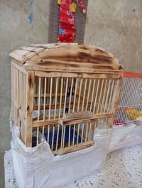 بلبل • بلبل اليف • قفص بلبل • طيور اليفة • حيوانات اليفة