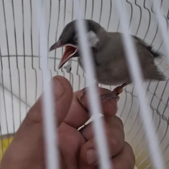 بلبل اليف محلق يطلع فحل زعفرانيه ***********
