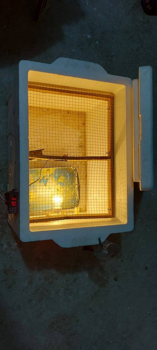 مقفز للبيع تفقيس شرط (***********)(***********)
