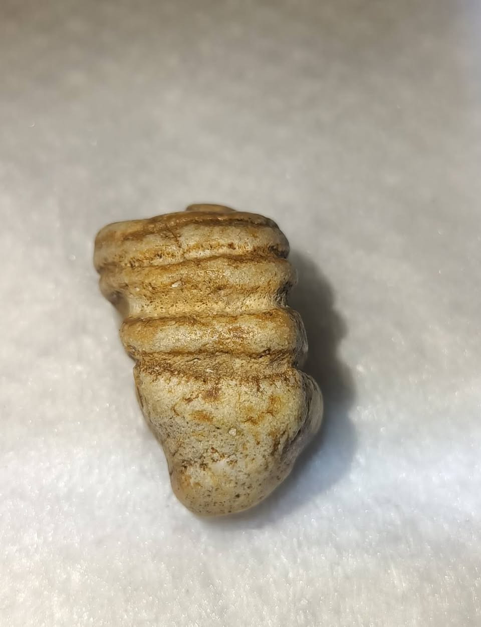 السلام عليكم اقدم اليكم احبتي تحفه خاصه عطف بري ملوي ذمه ذو روحانيه قويه عمله محبه  عطف تسهيل امر عقد السان يعني شغل عام للتصال ***********
