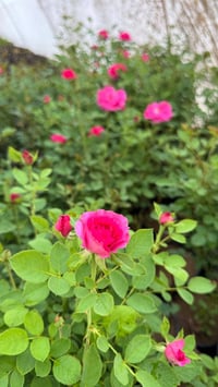 شتلات • تين بني مسلم • ورد جوري