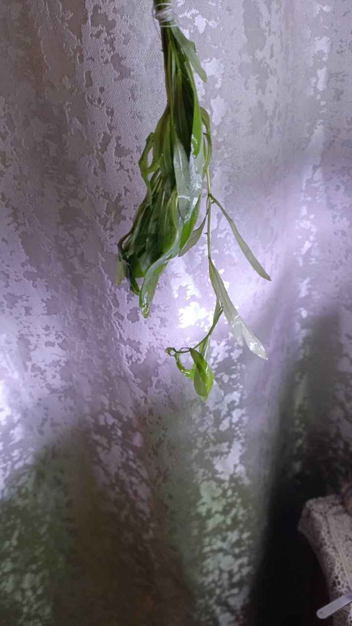 عرض العيد كل شتلتين ۵۰۰۰ تتكون الشتله من ٦ اغصان

النباتات المتوفرة 

الاكواريوم

رورايما" (Myriophyllum Roraima) أو "ميريوفيلوم الذهبي".

ليمونوفيلا سيسيلفورا (Limnophila sessiliflora)، المعروف أيضاً باسم "أمبوليا القزم" أو "ذيل الثعلب"

عدس الماء 

توصيل بغداد  فقط 5000


**إذا كنت صاحب هذا الإعلان وتريد حذفه لأي سبب، رجاءا أرسل رسالة إلى الدعم الفني**
