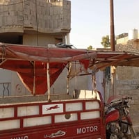 محجل ستوته • مخضر