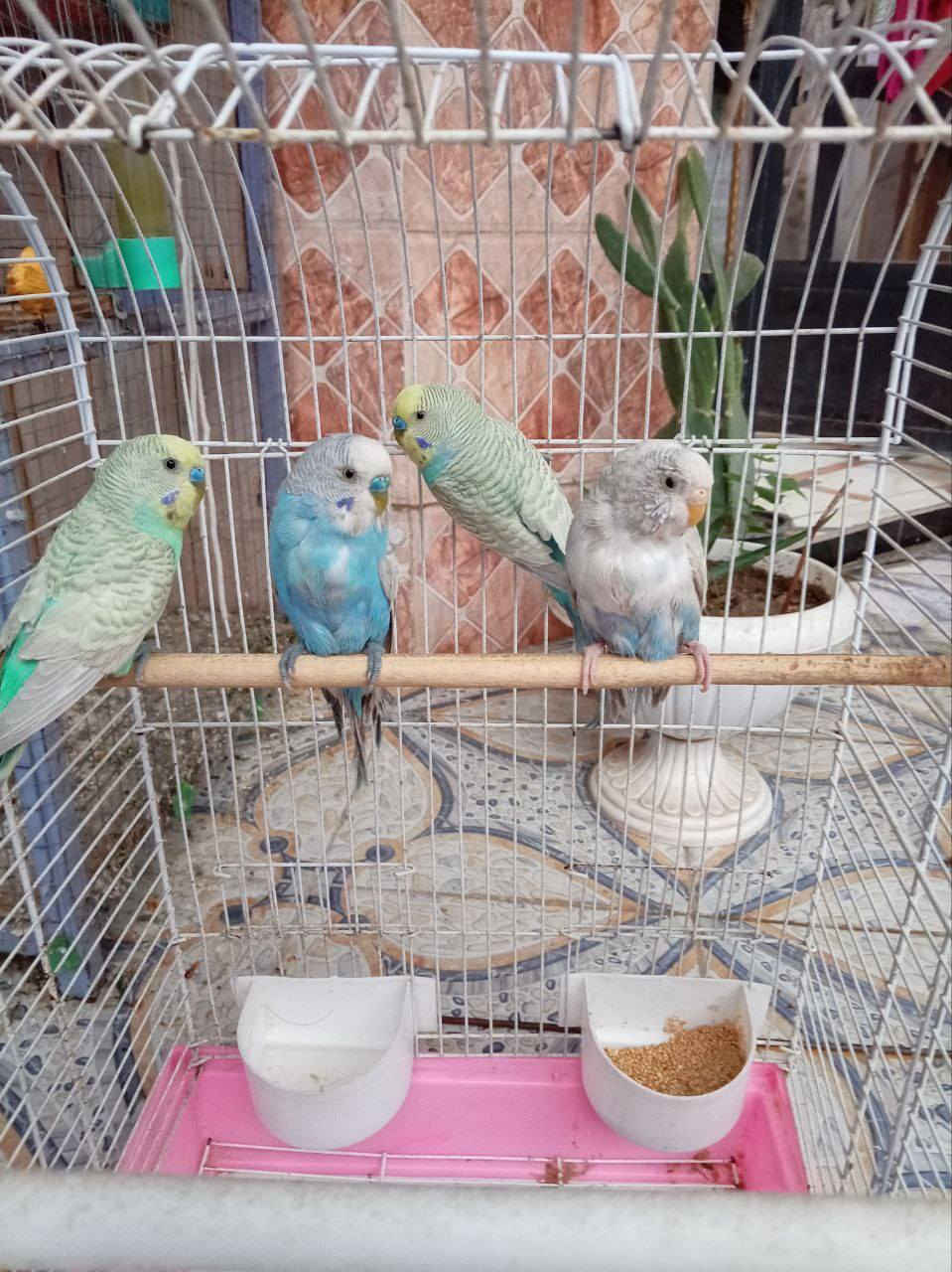 بلابل حب للبيع
سعر الزوج 12وبيه مجال للاستفسار ***********
