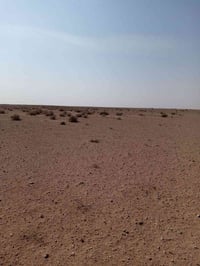 باديت النجف • ١٥٠دونم • مرشات