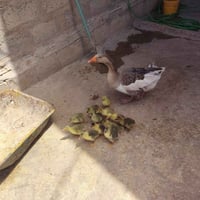 قازا كروك • ١٢ صوصي • موصل