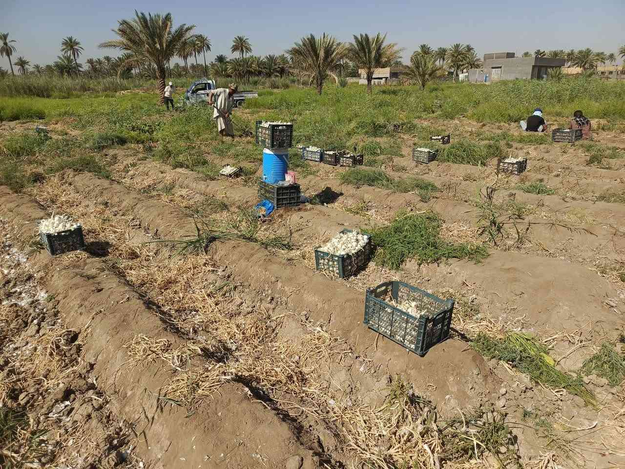 السلام عليكم يوجد بصل حار فسقه درجه أوله المكان بابل كفل شرط انطيك بس مال شتال ***********
