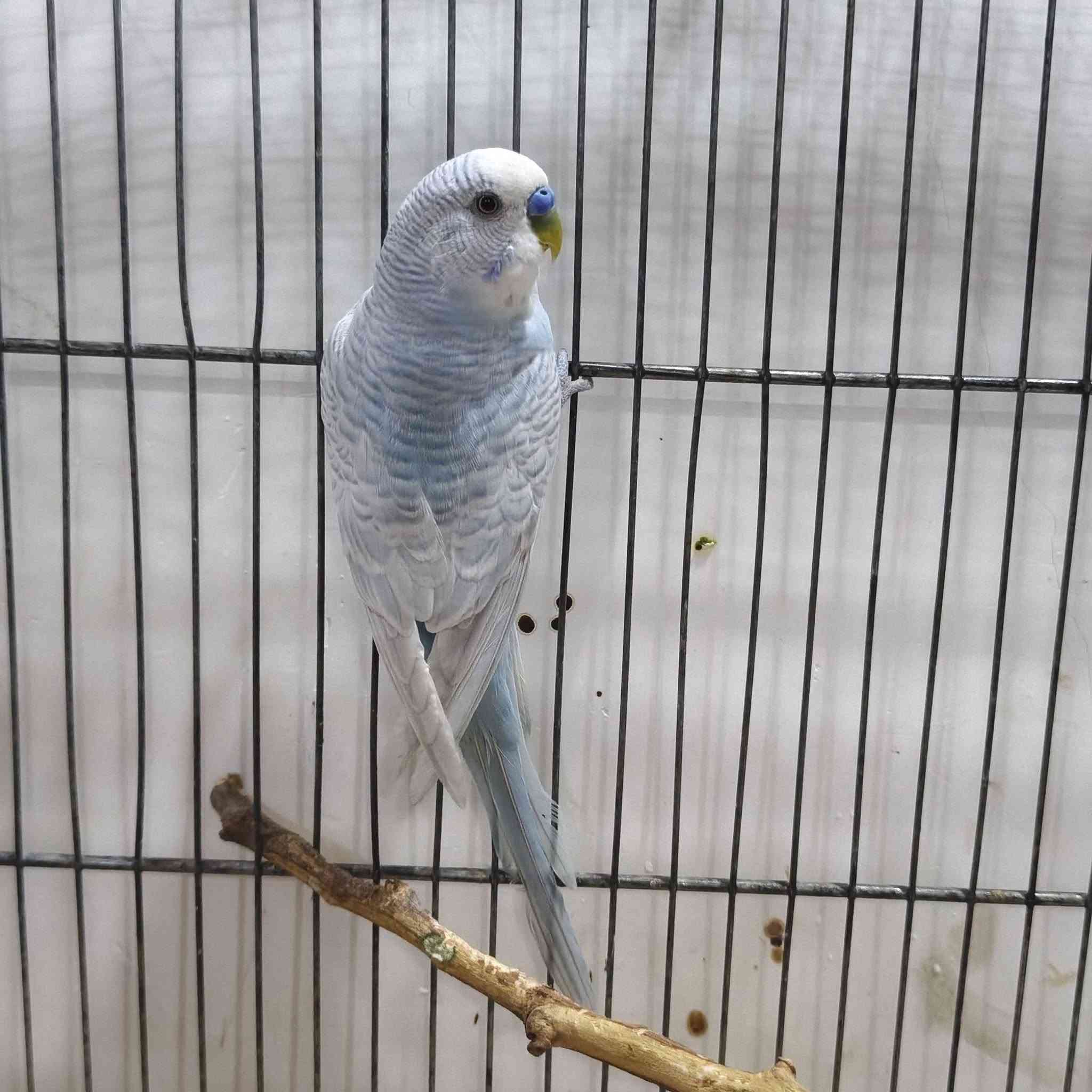 طير حب فحل كلش حلو اللبيع 🦜🌳🌼


**إذا كنت صاحب هذا الإعلان وتريد حذفه لأي سبب، رجاءا أرسل رسالة إلى الدعم الفني**