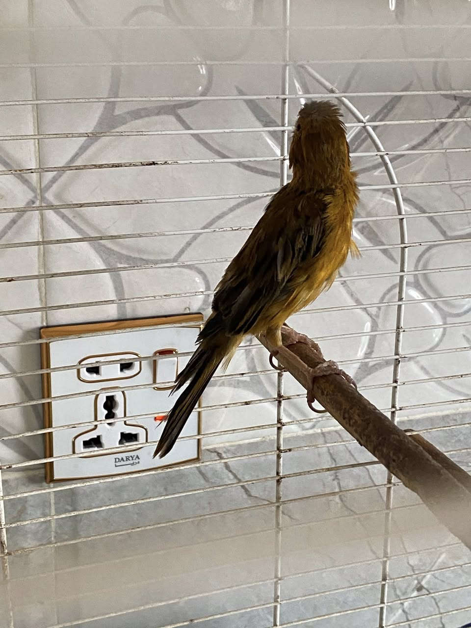 زوج كناريات زنجاريات الطيره بيضت البارحه  الفحل فول انتاج عراقي مو مستورد مكاني العلم 
***********
*********** السعر ١١٠ الف مع كافه الملحقات
