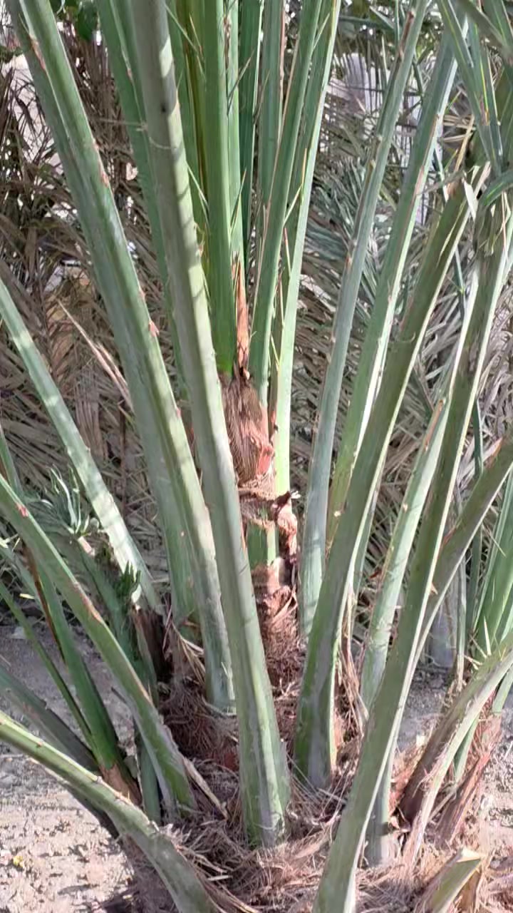 سلام عليكم رمضان كريم للجميع
نخله نوع شويثي احمر للبيع وكما موضح بالفديو السنه الماضيه حملت للتواصل هاتف 

*********** اتصال أو واتساب أو خاص مفتوح 

وبخدمتكم
