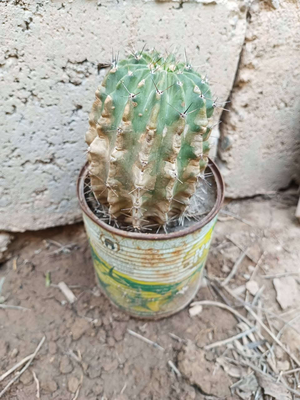 مرحبا  .
عندي هذه المجموعة من النباتات للبيع وبأسعار مناسبة .
الشراي يتواصل معي على الخاص لطفا .
مكاني كركوك .


**إذا كنت صاحب هذا الإعلان وتريد حذفه لأي سبب، رجاءا أرسل رسالة إلى الدعم الفني**