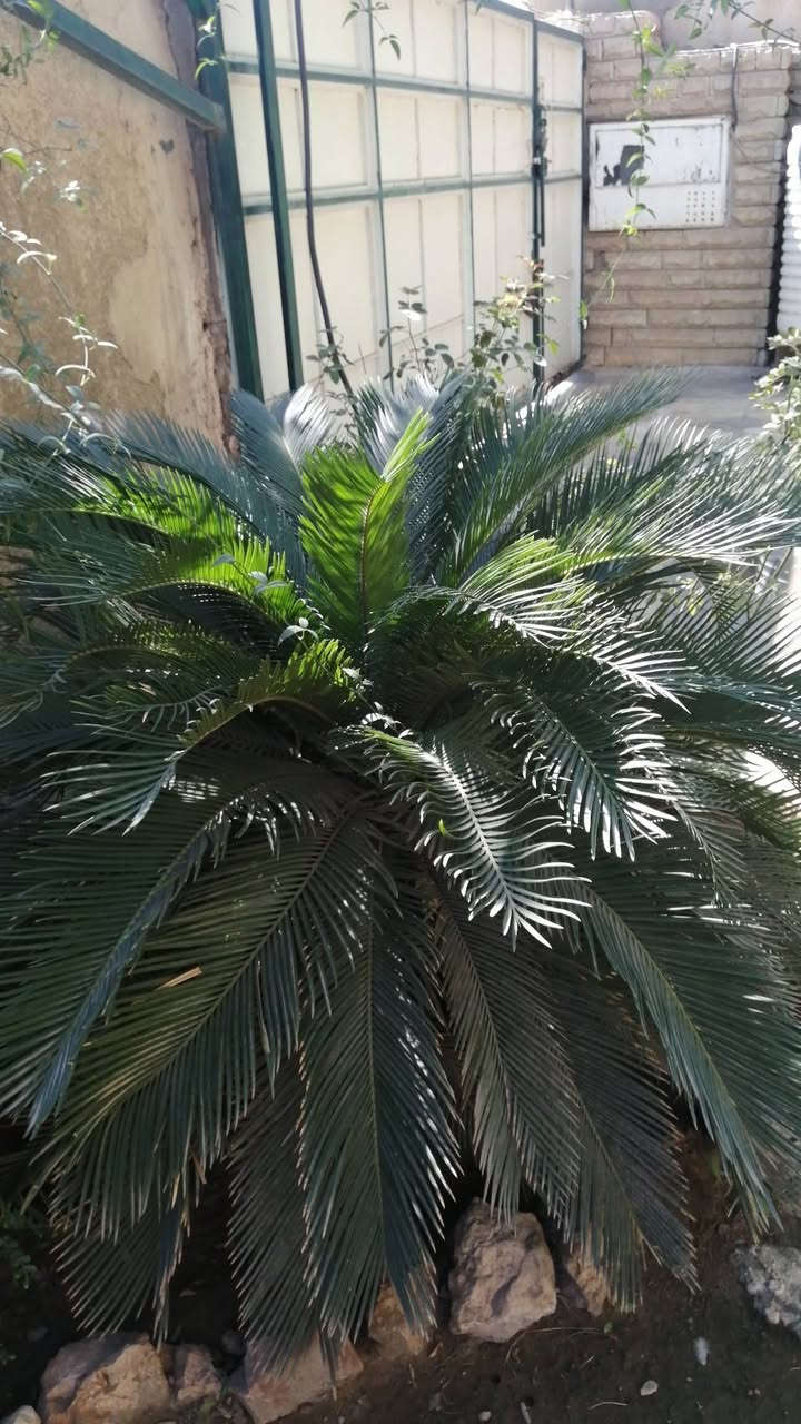 عندي نبته السايكس أحجام مختلفه اريد ابيعها
*********** هذا الرقم للي يريد يتواصل وياي
