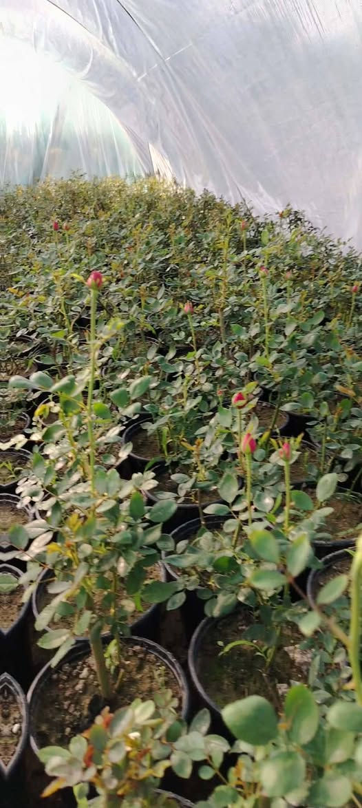 078-223-19763 ورد جوري سلطاني مكاني حله طرق النجف
